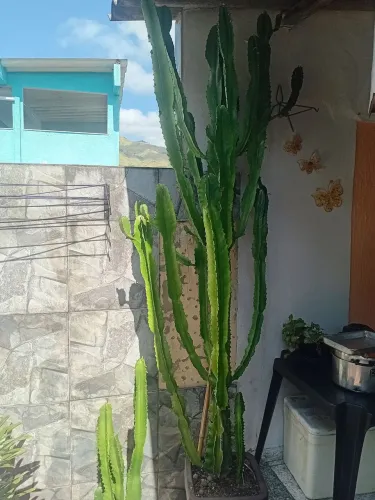 Cacto 