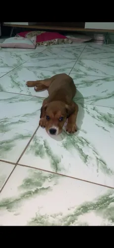 Doação filhote