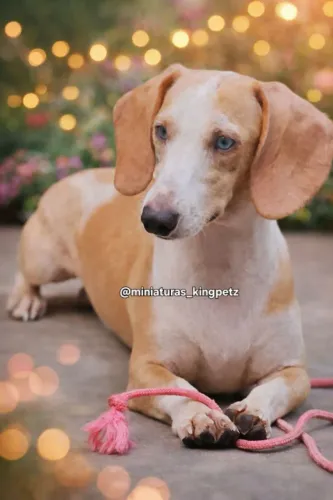 Macho Dachshund Miniatura cor rara pied dos olhos azuis