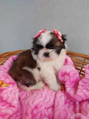 Shih-tzu FÊMEA