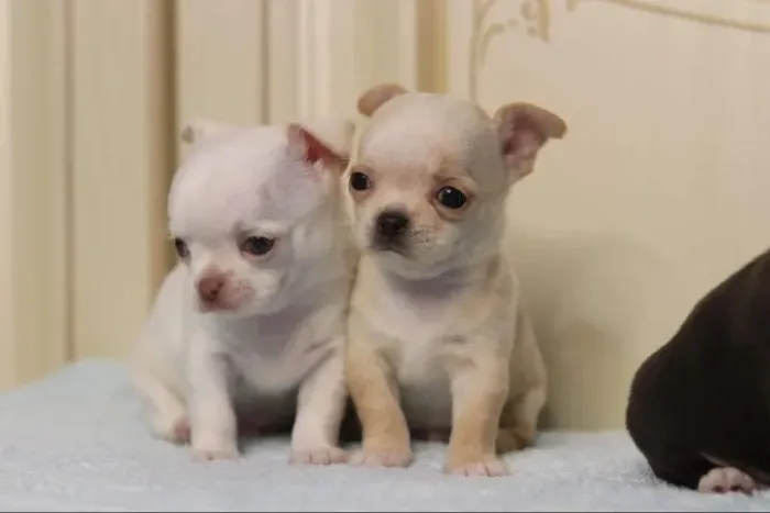Chihuahua ideal para apartamentos