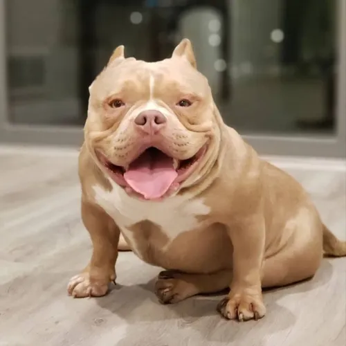 Americam bully procedência parcelo até 18x q