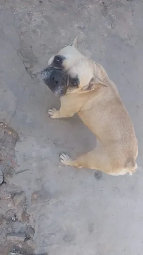 Procura um macho pra cruzar com minha cadela