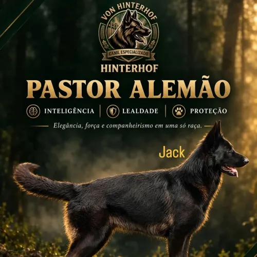 Filhote de Pastor Alemão