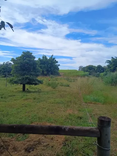 CANA-DE-AÇÚCAR 