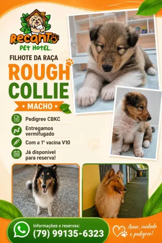 Filhote de Collie