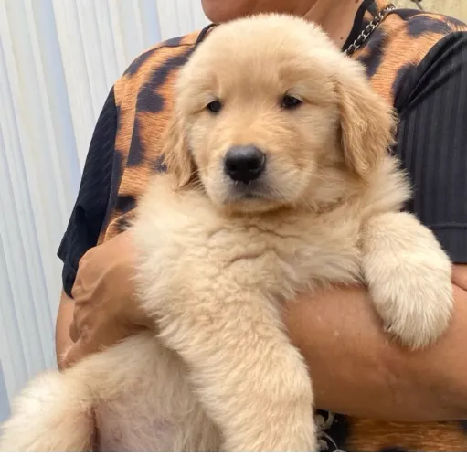 Golden retriver 