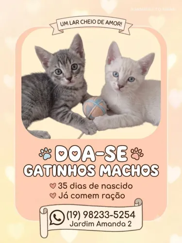 Doa -Se Gatinhos