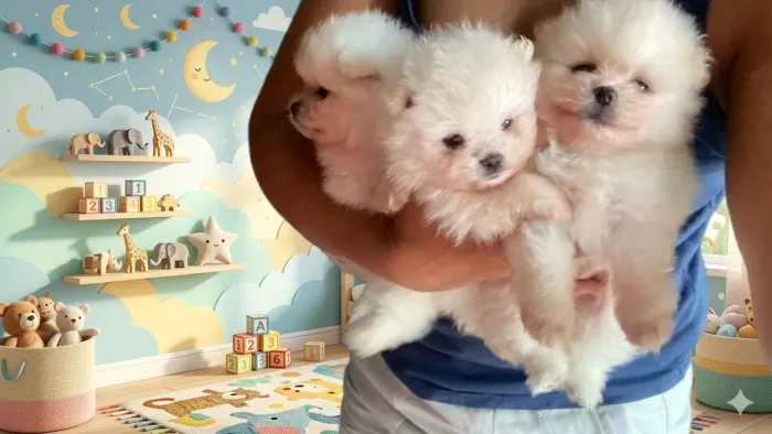 Lulu da Pomerânia 
