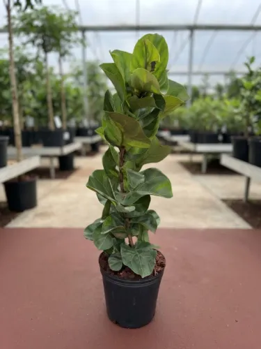 Ficus Lyrata
