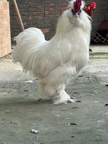 Galos