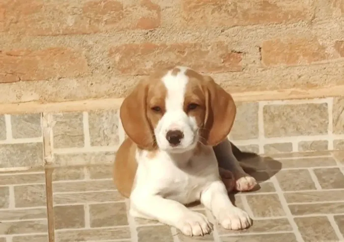 Machinhos bicolor disponíveis - beagle