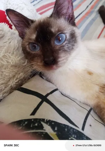 Doação de gata
