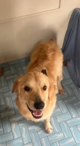 Macho de golden