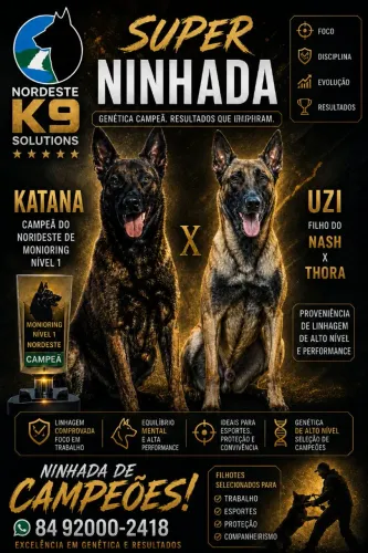 Belga Malinois 