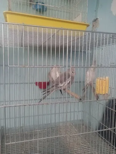 Gaiolas novinhas