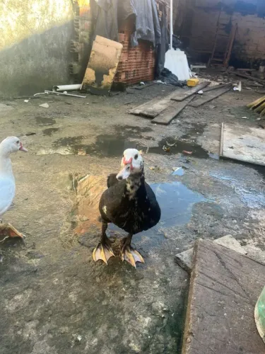 PATOS