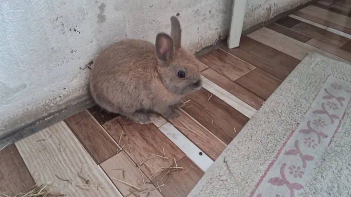 Coelho 