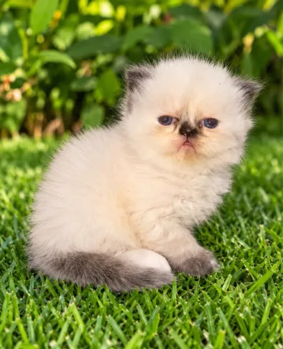 Gato persa