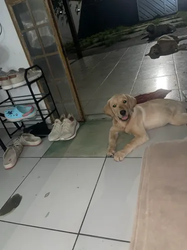 Filhote labrador com Golden 