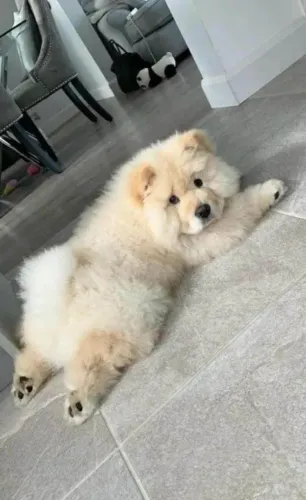 Filhote Chow-Chow, O amigo mais fiel que você pode ter está aqui!
