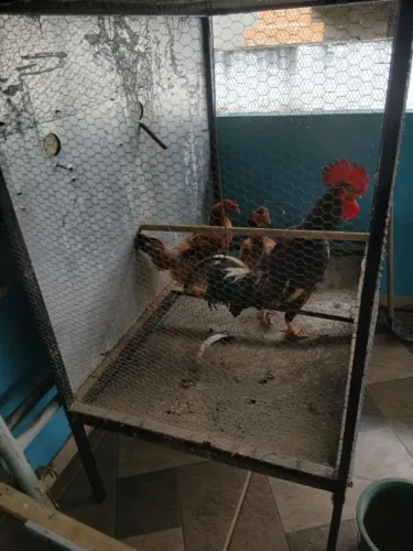 galinhas