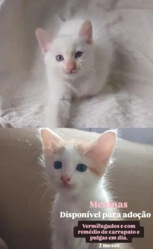 Doação de gatinhos