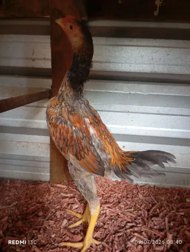 Frango índio apurado