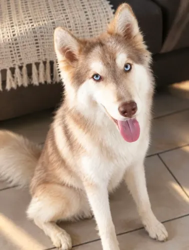Husky siberiano 6 meses filhotes