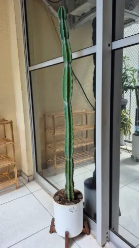 Cacto Mandacaru + vaso