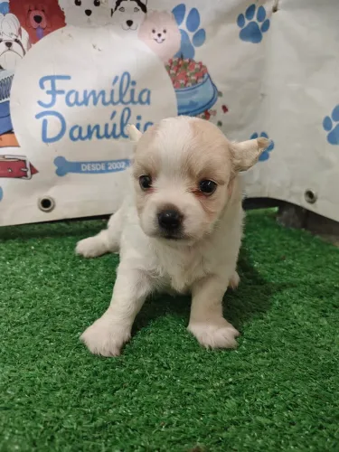 Chihuahua o menor do mundo 