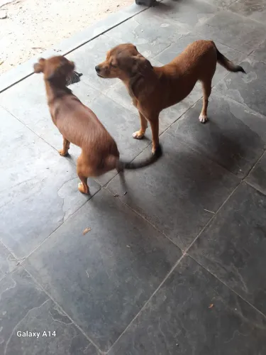 DOAÇÃO DE FILHOTES DE CACHORRO