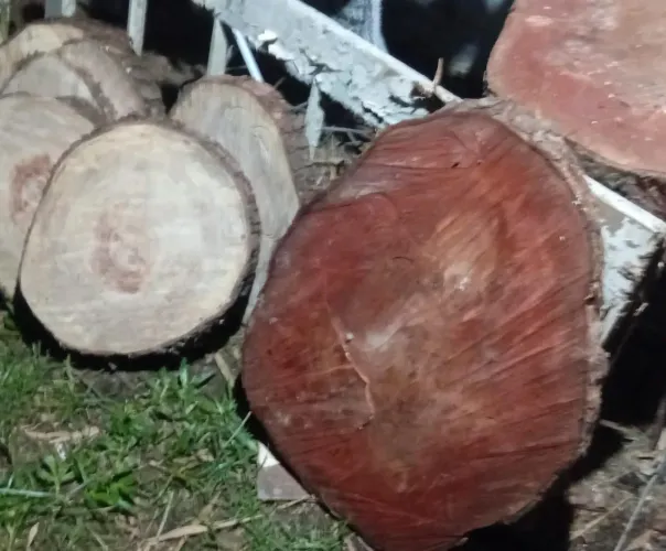 Bolachas de angico e canafistula de vários diâmetros. 