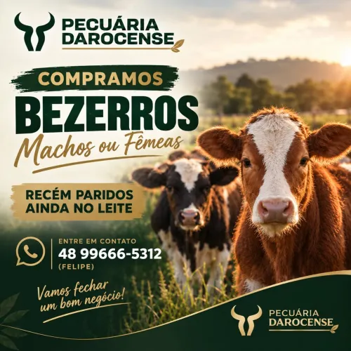 Compramos bezerros ainda no leite (macho ou fêmea)