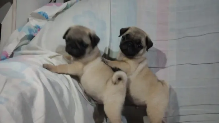 Pug