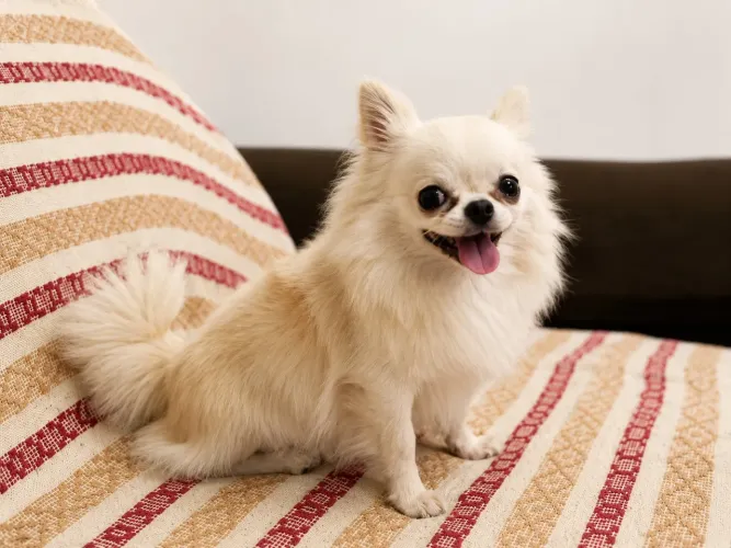 Chihuahua a procura de uma namorada