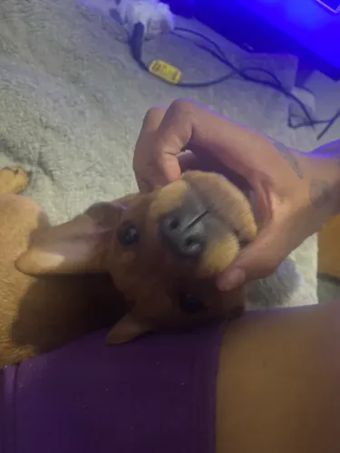 Doação de pet filhote ?