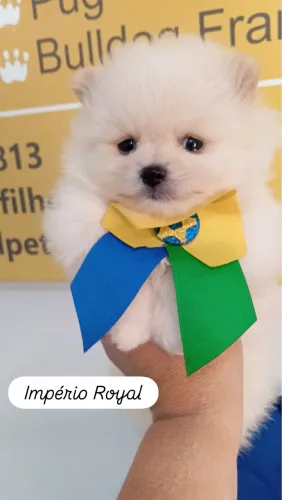 Spitz Alemão Machinho Perfeito! Império Royal