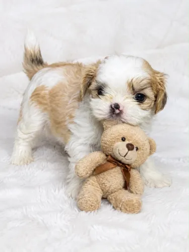 Filhote lindo de shih tzu macho