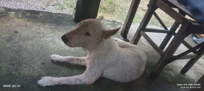 Bull terrier pra adoção 