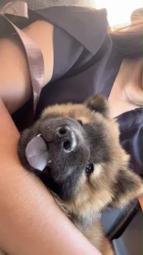 CHOW CHOW