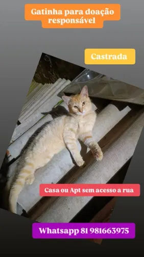 Gato