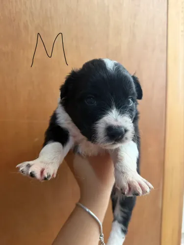 Vendo filhotes de Border Collie.