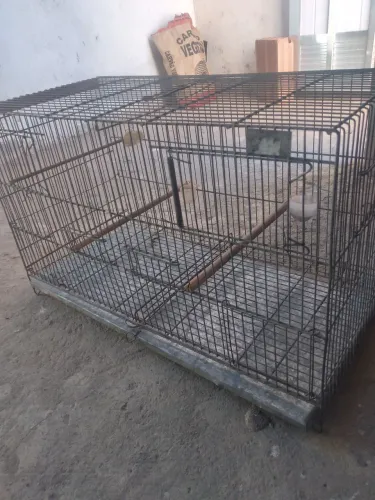 Gaiola muito boa 
