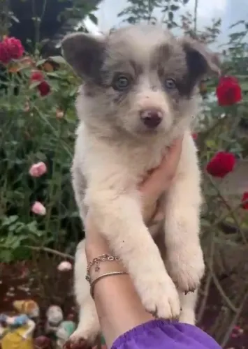 Border collie de alta energia 