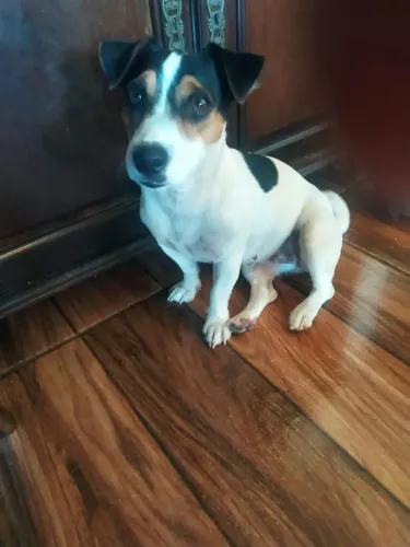Filhotes Jack Russel Terrier 