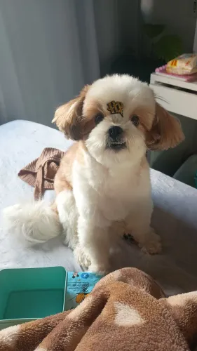 Shitzu macho 4 anos não castrado 