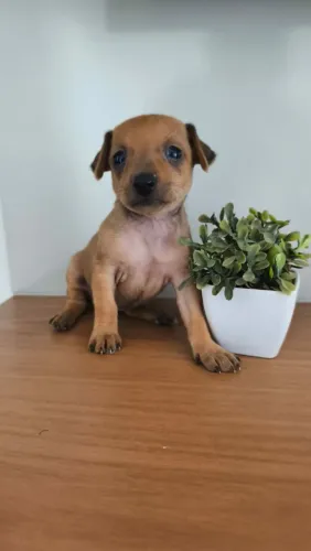 Pinsher