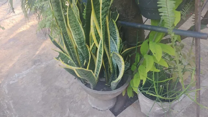 Mudas de diversas plantas