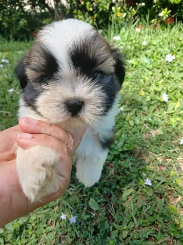 Vendo um filhote macho de Shih Tzu 